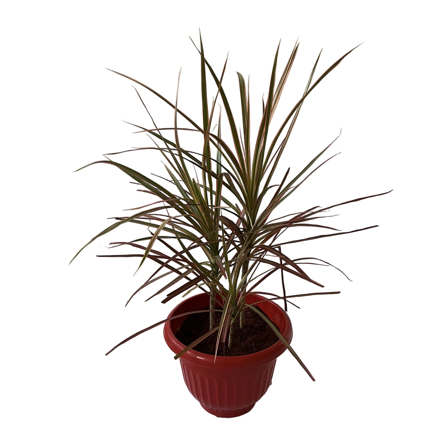Dracaena Chloroma Plant In 10 Inch Red Olive Pot