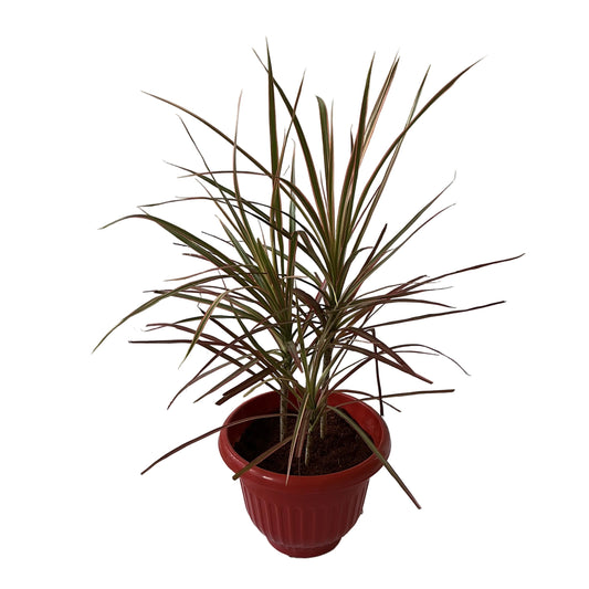 Dracaena Chloroma Plant In 10 Inch Red Olive Pot