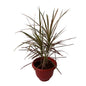 Dracaena Chloroma Plant In 10 Inch Red Olive Pot
