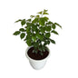 Redar Macheera Plant (China Doll Plant) In 10 Inch Classic Withe Pot