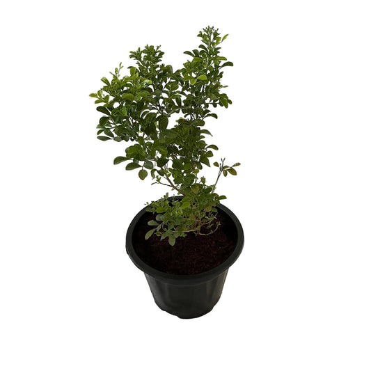 Madhu Kamini Dwarf In 8 Inch Black Nursery Pot