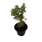 Madhu Kamini Dwarf In 8 Inch Black Nursery Pot