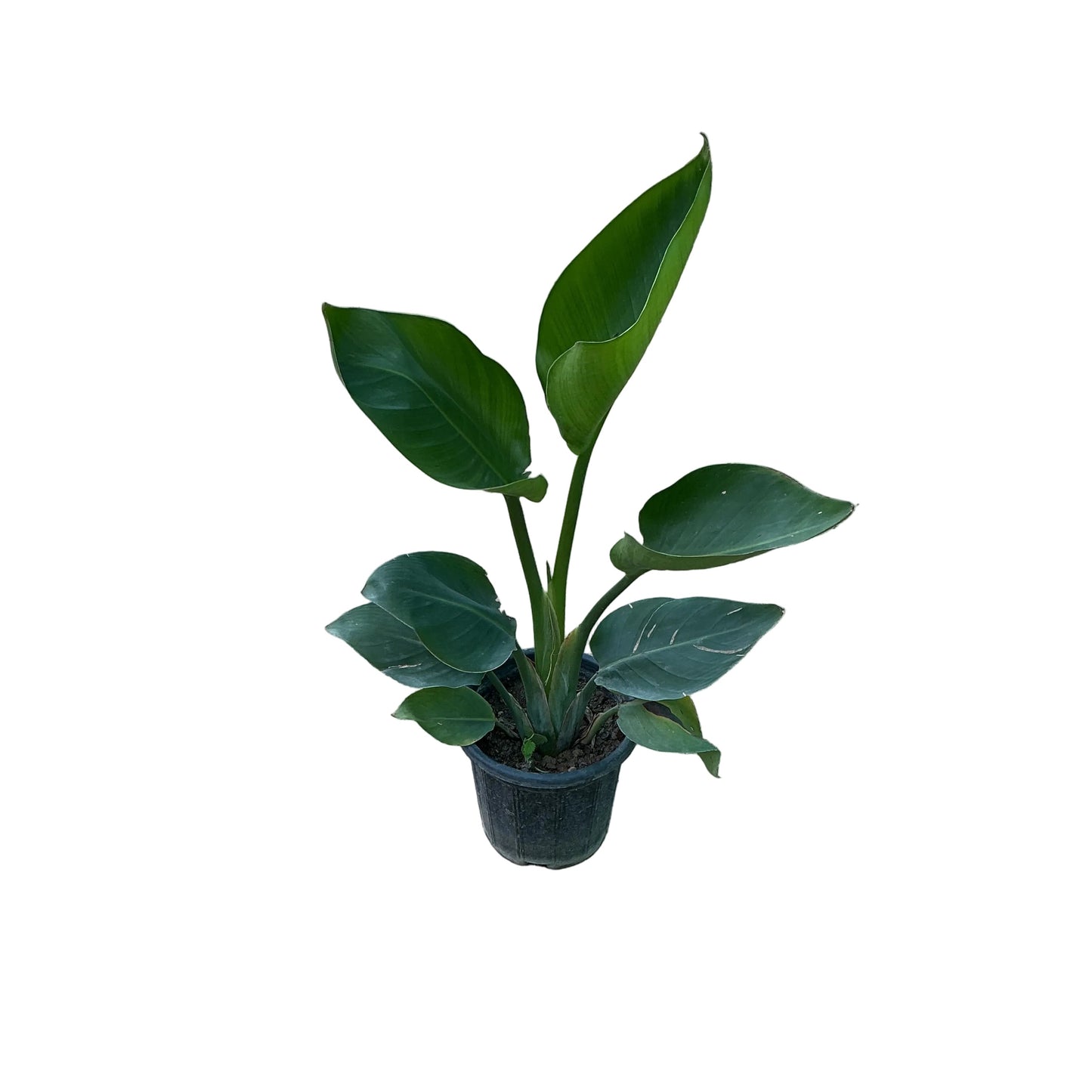 Bird Of Paradise Plant In 10 Inch Nursery Pot