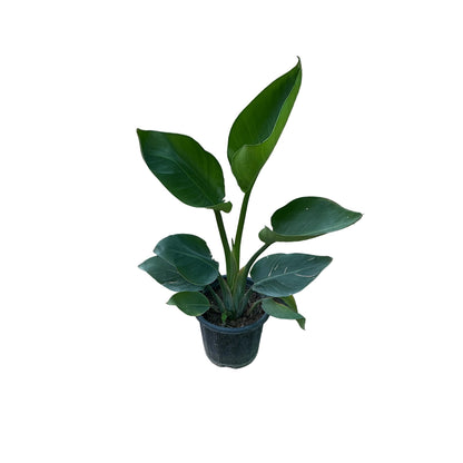 Bird Of Paradise Plant In 10 Inch Nursery Pot