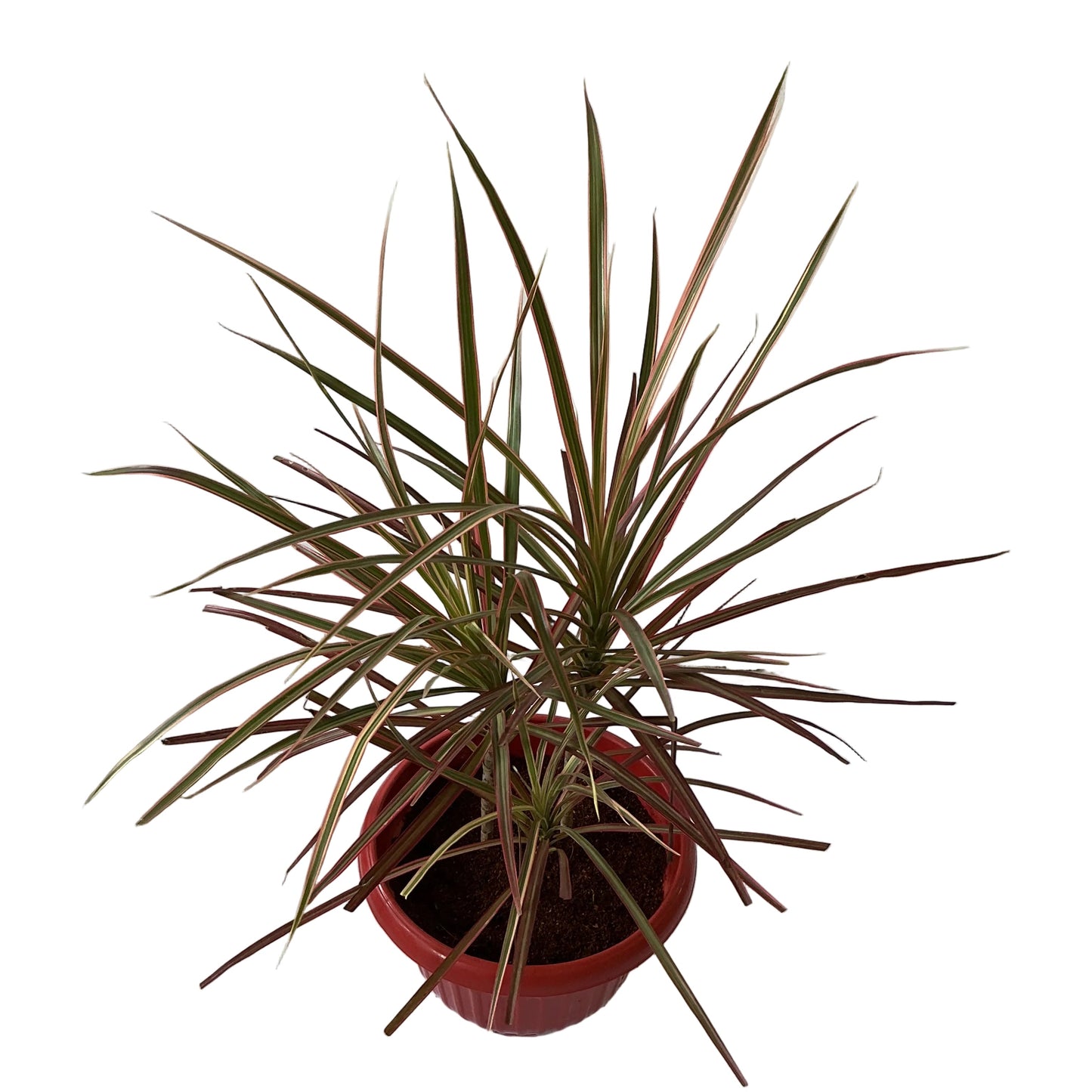Dracaena Chloroma Plant In 10 Inch Red Olive Pot