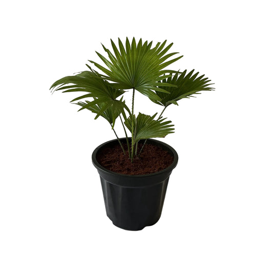 China Palm 10 Inch Black Nursery Pot