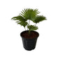 China Palm 10 Inch Black Nursery Pot