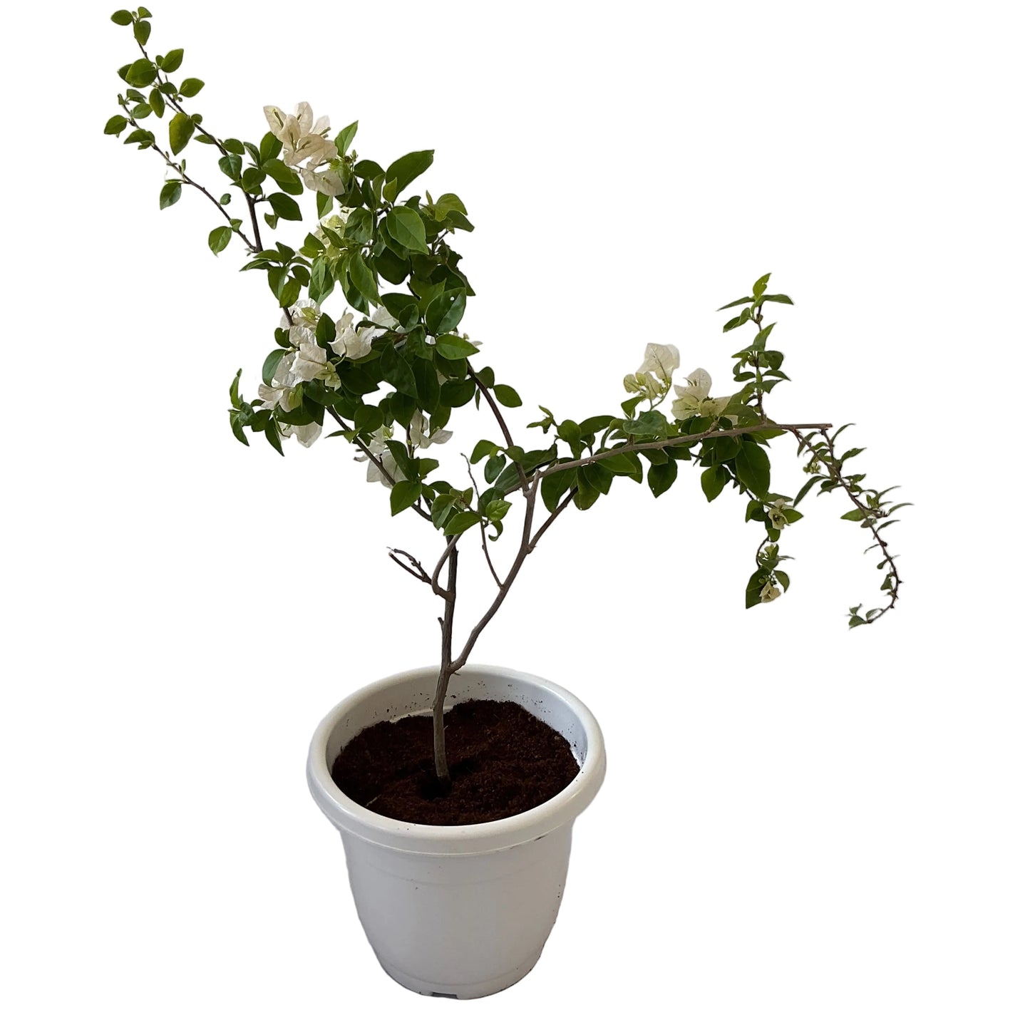 Bougainvillea Flower Plant In 10 Inch Classic Pot