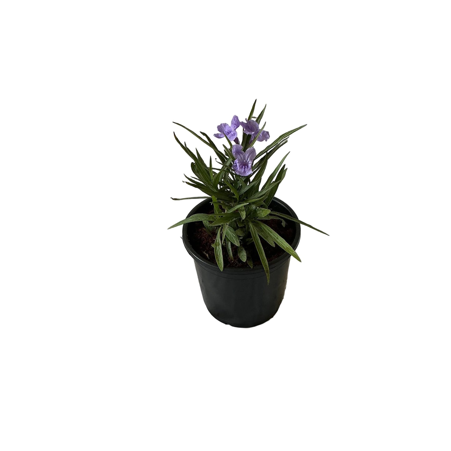 Ruelliya Flower Plant In 6 Inch Black Nursery Pot