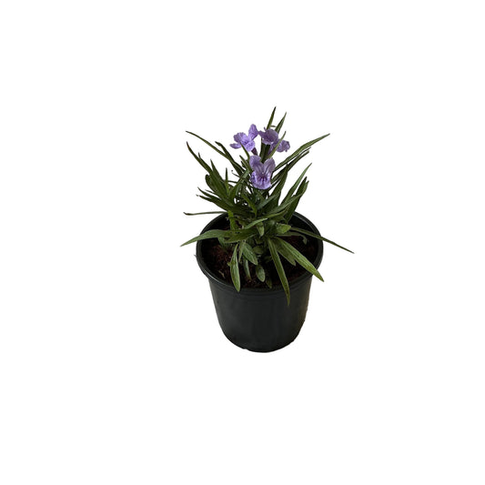 Ruelliya Flower Plant In 6 Inch Black Nursery Pot