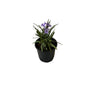 Ruelliya Flower Plant In 6 Inch Black Nursery Pot