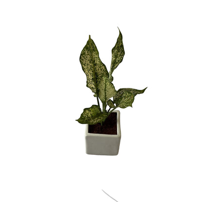 Snow white plants In 4 Inch Square Ceramic Pot