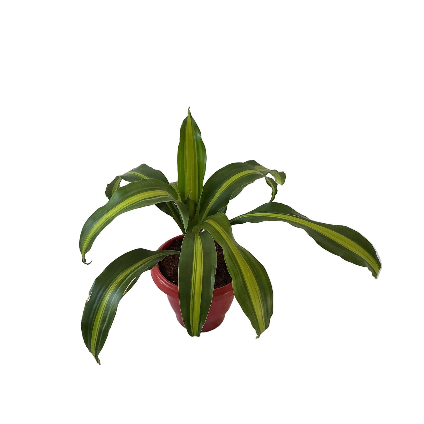 Messenger Victoria ( Dracaena Fragrance) Plant In 8 Inch Red Classic Pot