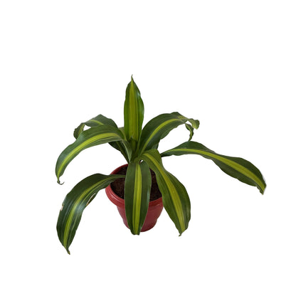 Messenger Victoria ( Dracaena Fragrance) Plant In 8 Inch Red Classic Pot