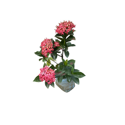 Ixora Flower Plant