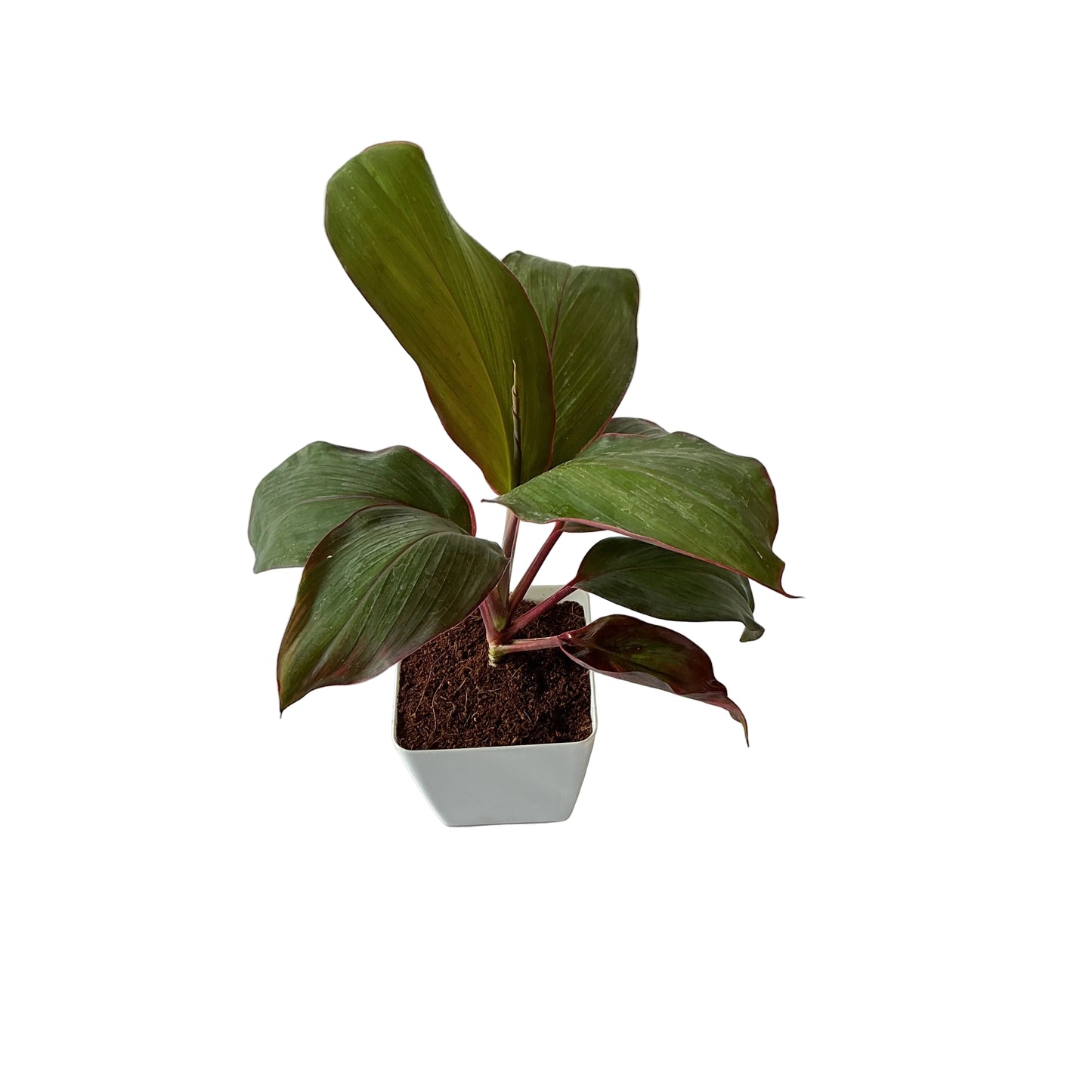 Dracaena red ruby plant (Rozia plant) in 4 inch any design pot