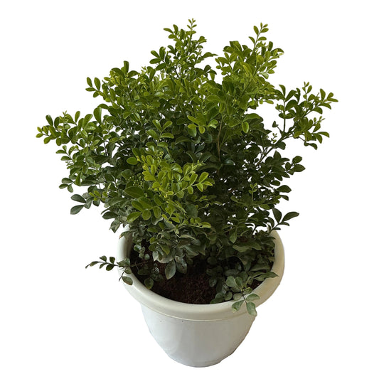 Madhu Kamini Dwarf In 10 Inch White Classic Pot