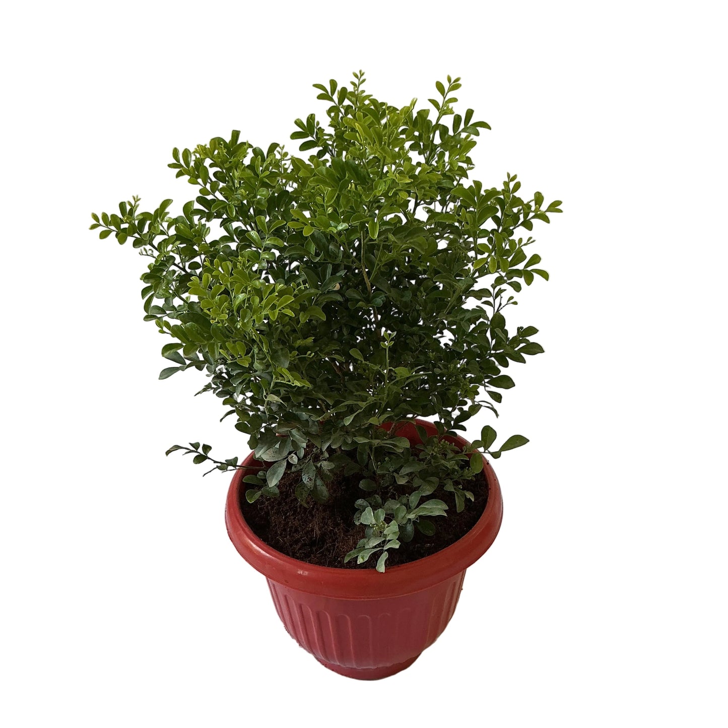 Madhu Kamini Dwarf In 10 Inch Red Olive Pot