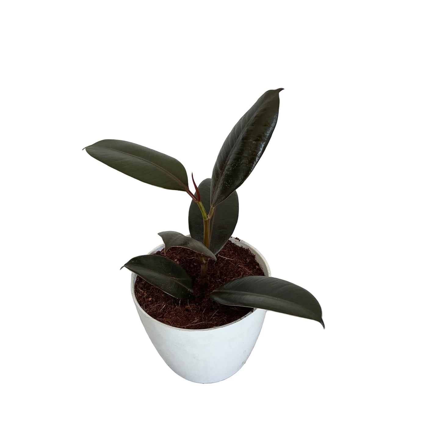 Ruber plant in 4 inch white orchid round pole