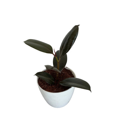 Ruber plant in 4 inch white orchid round pole