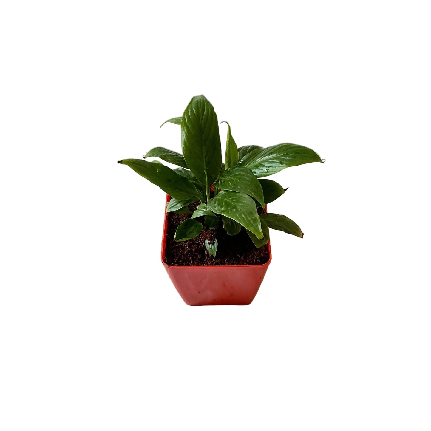 Peace lily plant in 4 inch orchid square red pot