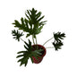 Philodendron Selloum Plant In 10 Inch Red Classic Pot