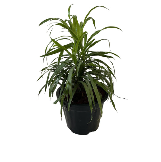 Dracaena Green Plant In 8 Inch Black Nursery Pot