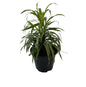 Dracaena Green Plant In 8 Inch Black Nursery Pot