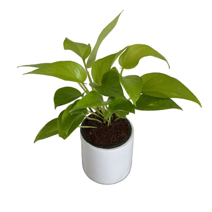 Golden Money plants in 4 inch white square ceramic pot