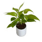 Golden Money plants in 4 inch white square ceramic pot