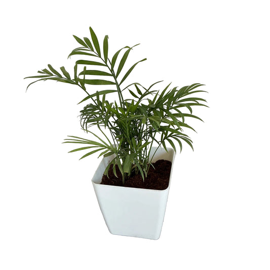 Chamaedorea plants in 4 inch white orchid square pot