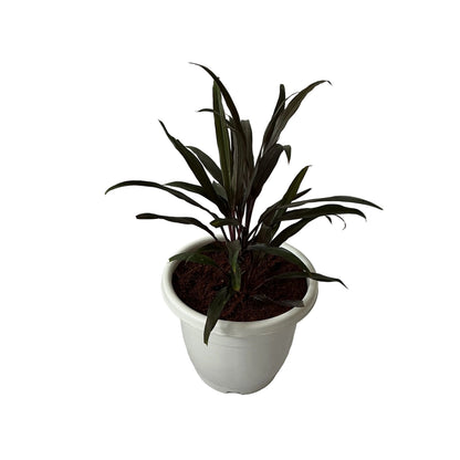 Dracaena Black Plant In 10 Inch White Classic Pot