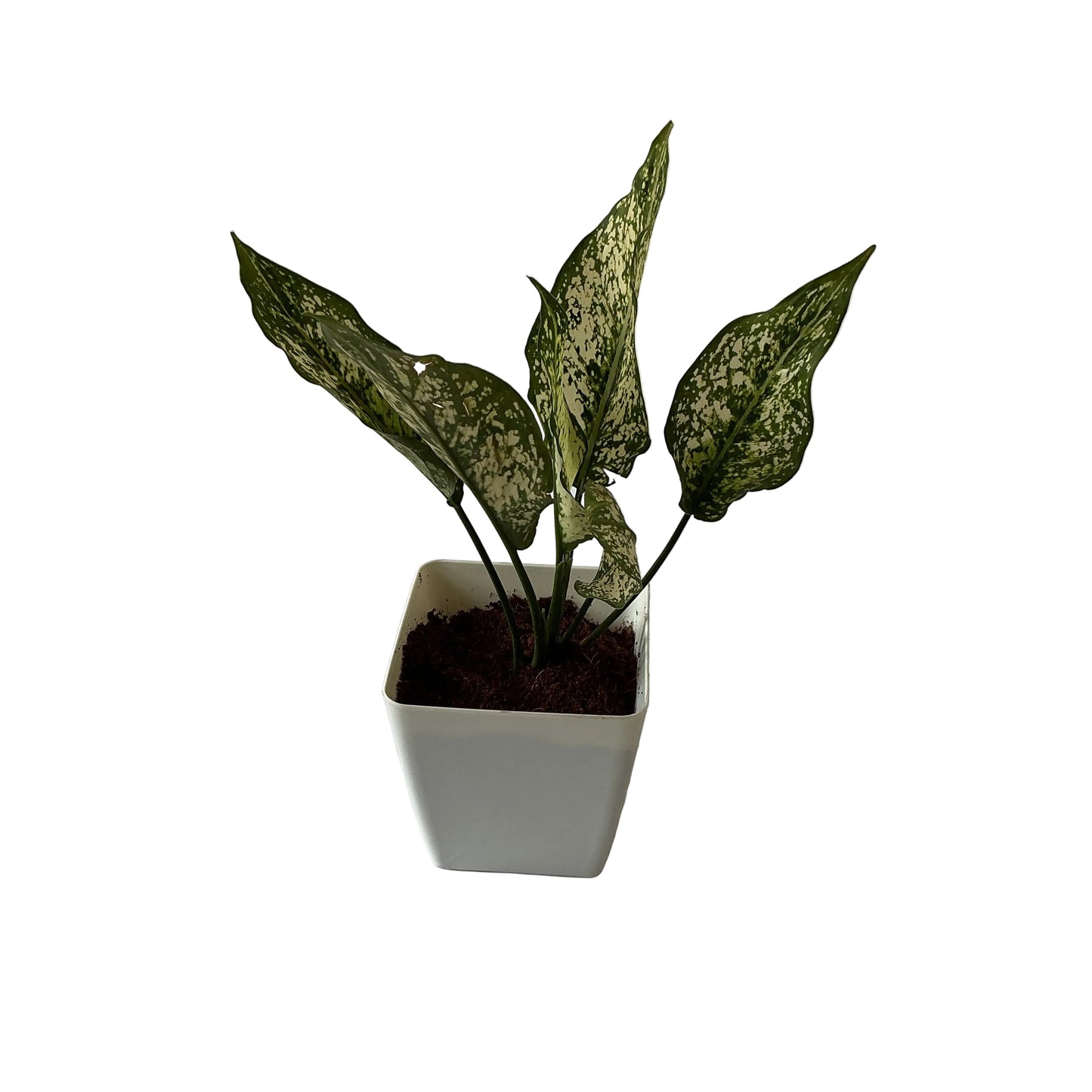 Snow white Plants In 4 Inch Orchid white square Pot