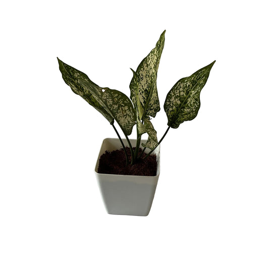 Snow white Plants In 4 Inch Orchid white square Pot