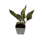 Snow white Plants In 4 Inch Orchid white square Pot