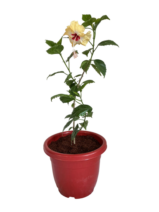 Hibiscus plant with 10 inch classic red pot