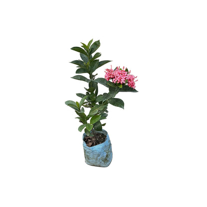 Ixora Flower Plant