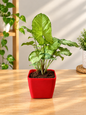 Sangoniyam Green Dwarf Plant In 4 Inch White Square Pot