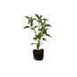 Green Chilli/ Mirchi Plant In 4 Inch Poly Bag