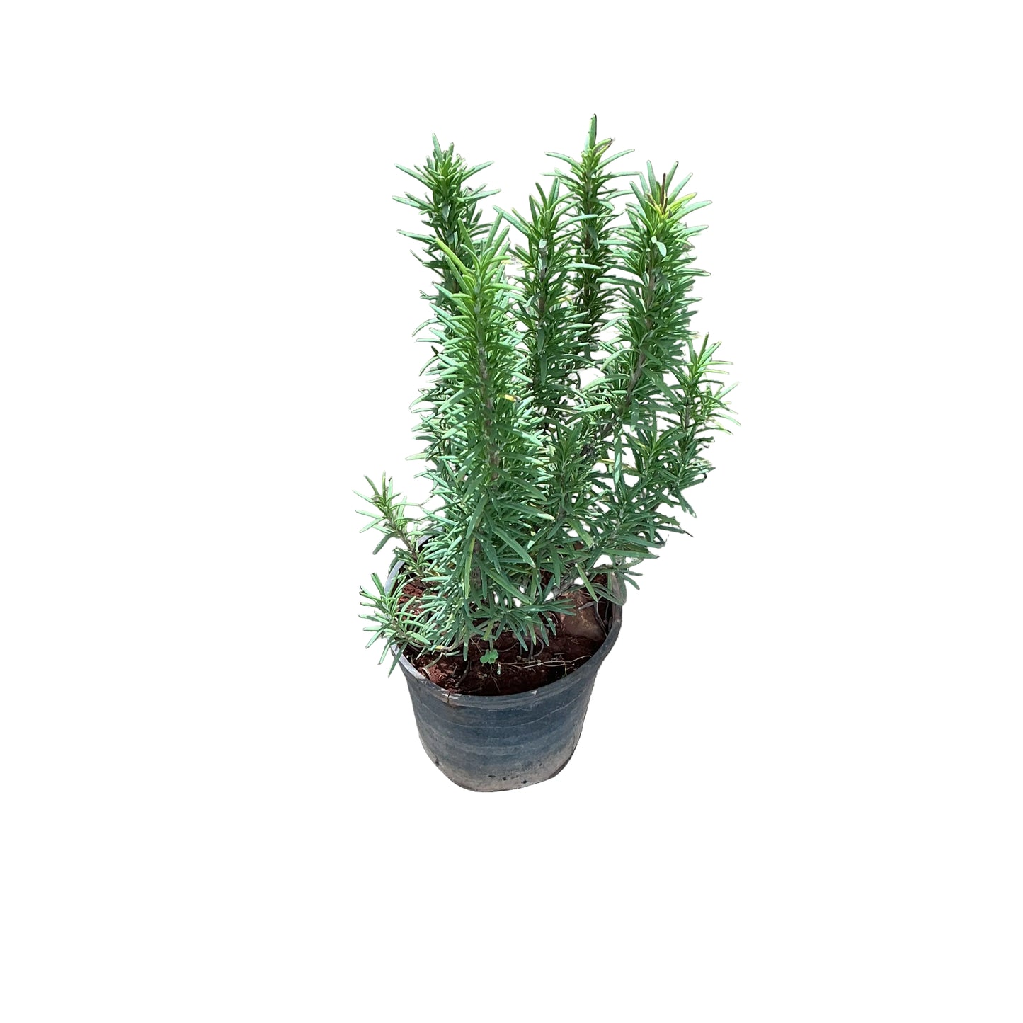 Rosemary Plant In 6 Inch Nursery Pot