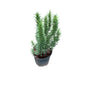 Rosemary Plant In 6 Inch Nursery Pot