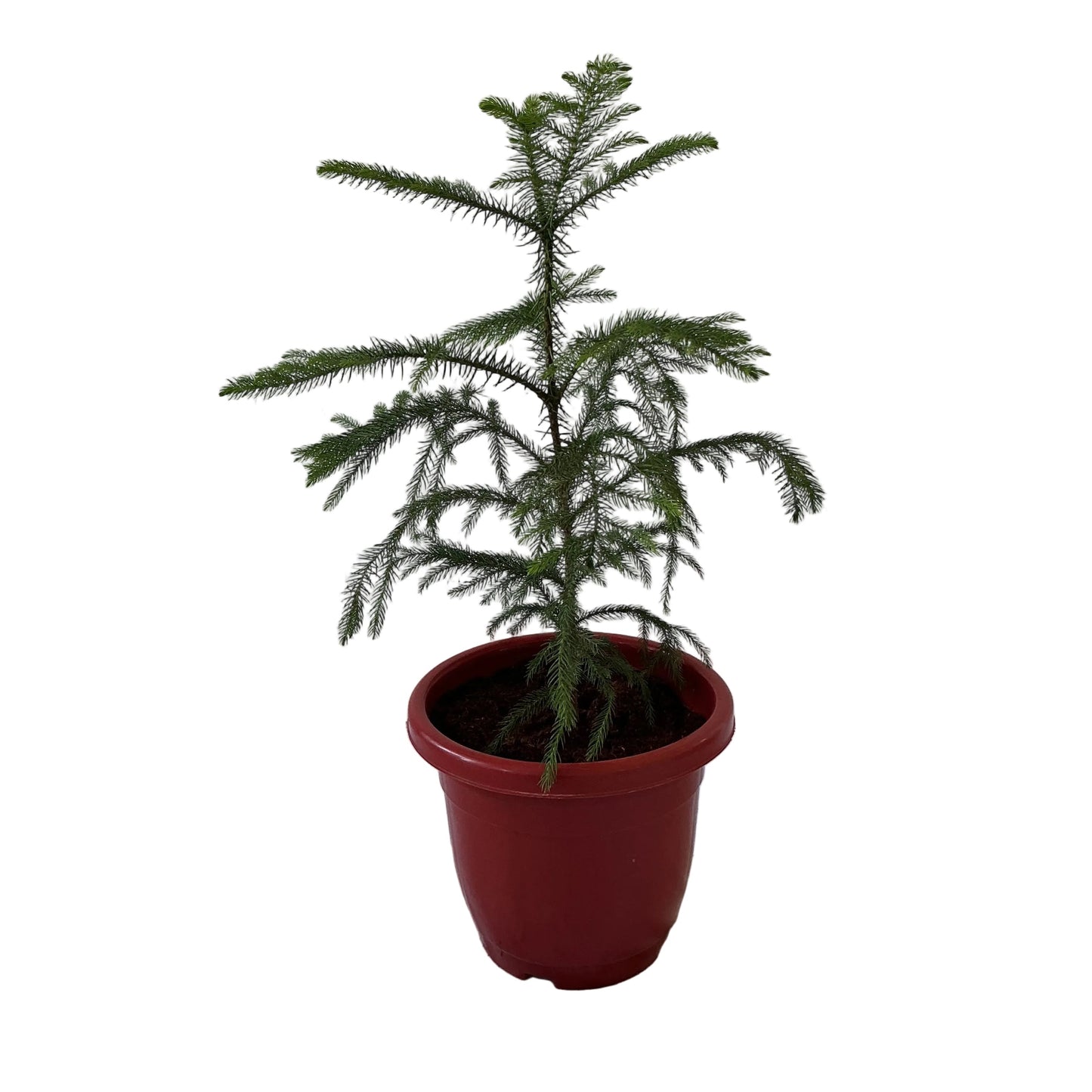 Araucaria Plant In 10 Inch Red Classic Pot