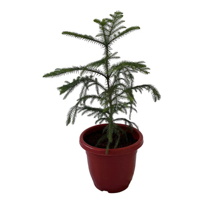 Araucaria Plant In 10 Inch Red Classic Pot