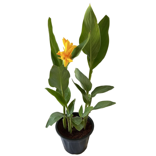 Canna lily plant in 10 inch black nursery pot