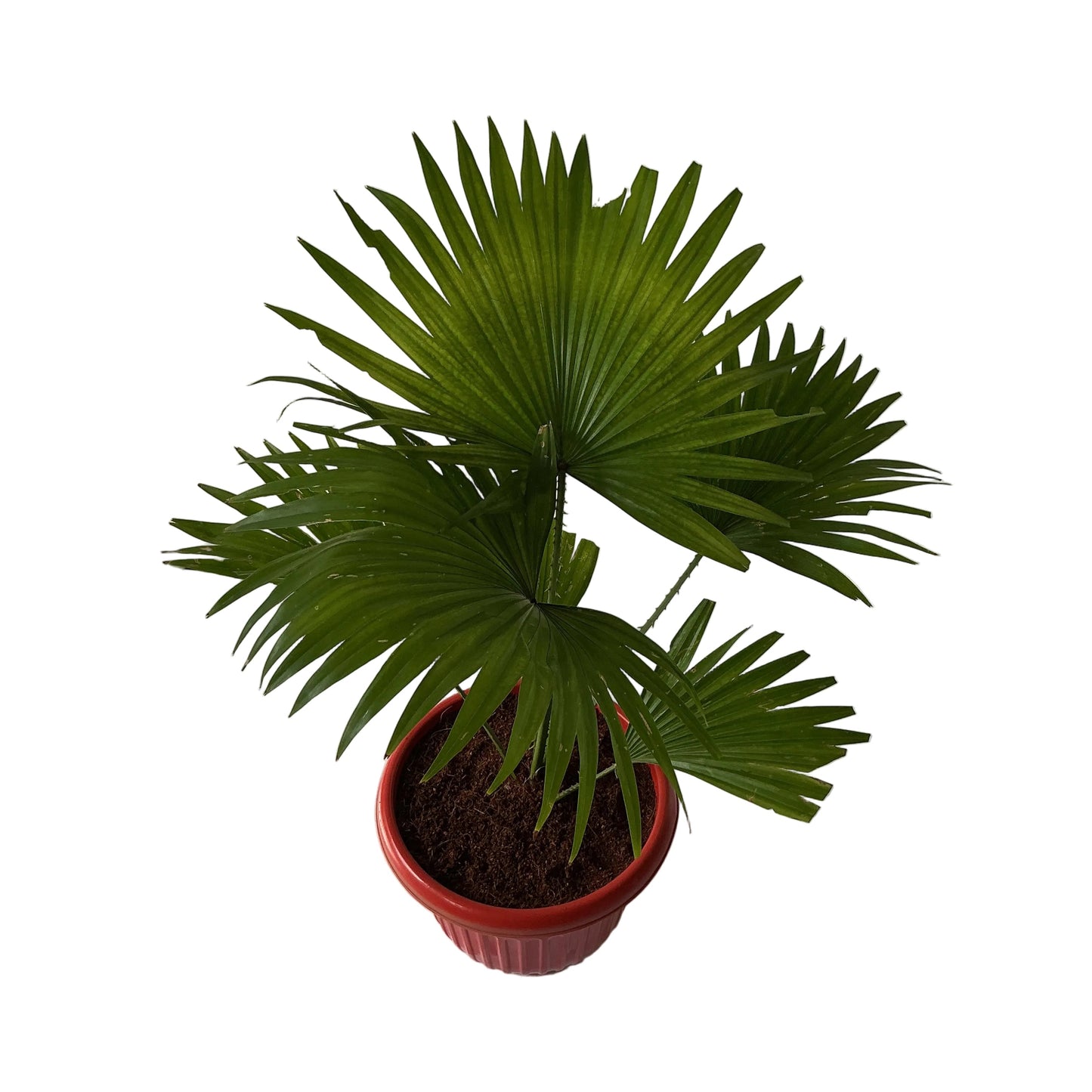 China Palm In 10 Inch Red Olive Pot