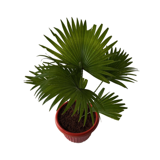 China Palm In 10 Inch Red Olive Pot