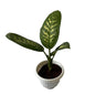 Dieffenbachia Plant In 8 Inch Olive Pot