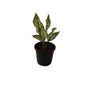 Snow White Plants In 6 Inch Black Nursery Pot