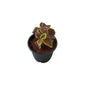 Coleus Plant any colour In 6 Inch Nursery Pot