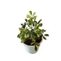 Schefflera verigated plant in 8 inch white nursery pot